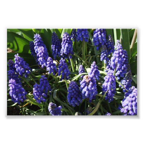 Grape Hyacinths Photo Print