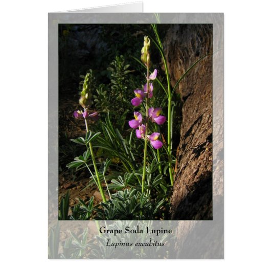 Grape Soda Lupine - Native Notecard (Front)