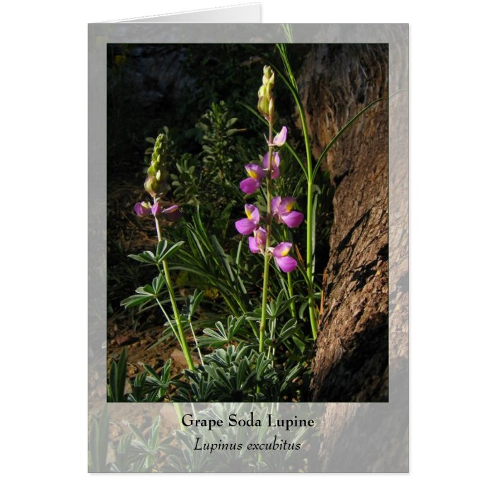 Grape Soda Lupine   Native Notecard Card