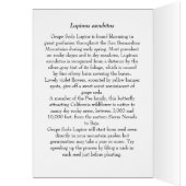 Grape Soda Lupine - Native Notecard (Inside (Left))