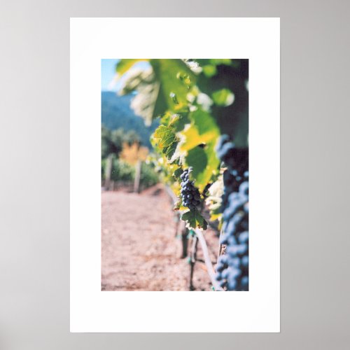 Grape Vine at Napa Valley Winery Poster