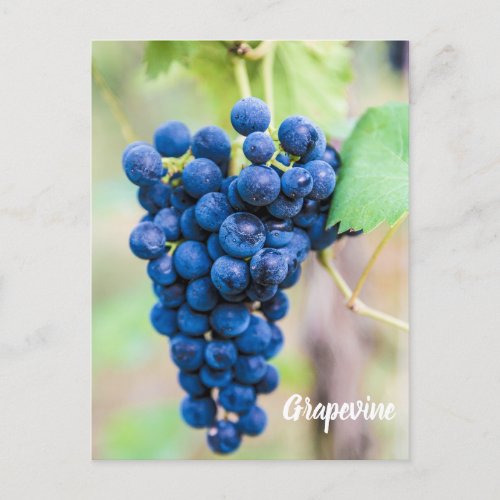 Grape Vine for wine and grapevine winegrower gift Holiday Postcard