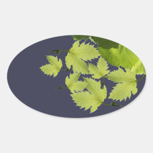 Grape Vine Green Leaves Oval Sticker