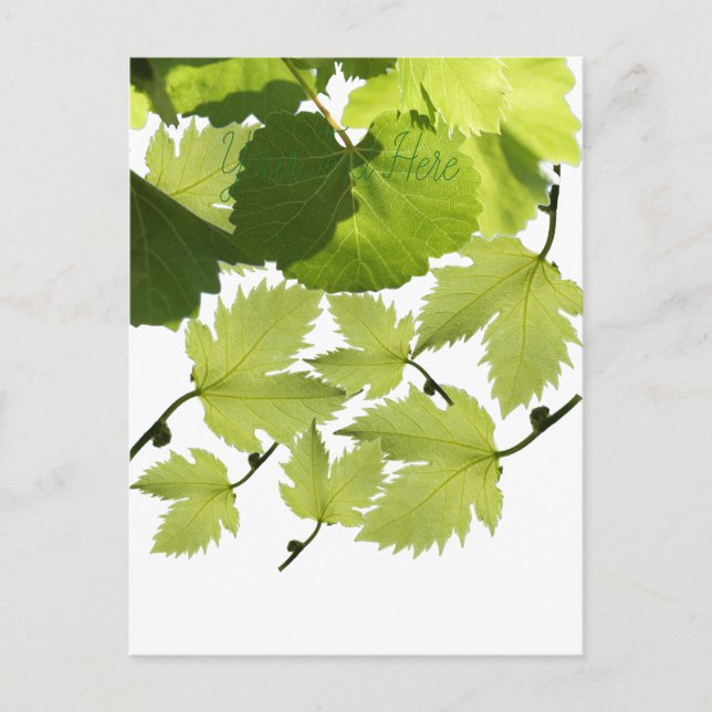 Grape Vine Green Leaves Postcard (Front)