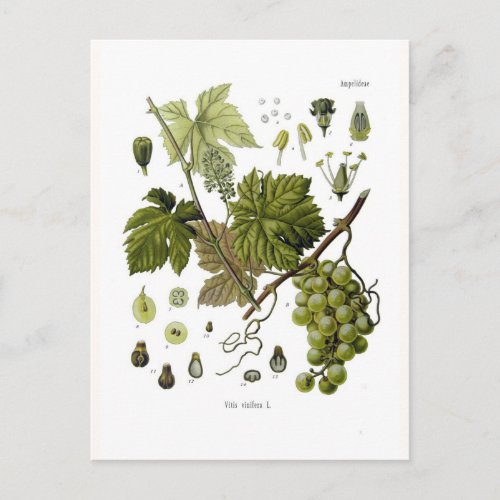 Grape vine postcard