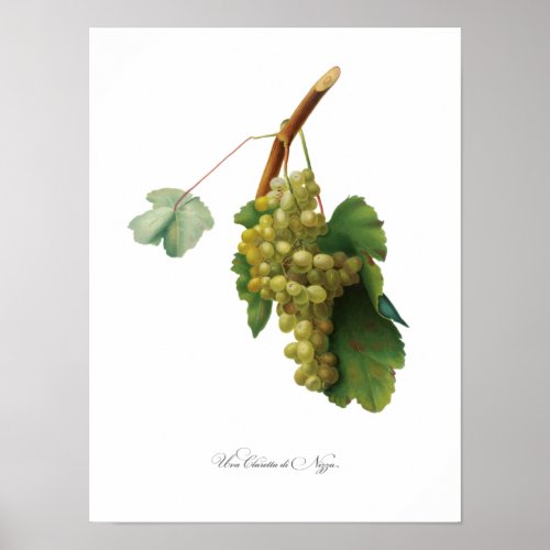Grape vine _ Vintage illustration Poster