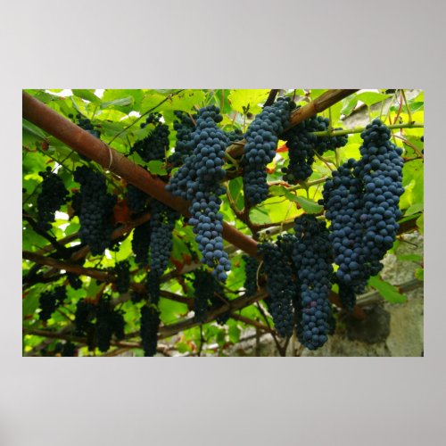 Grape vines poster