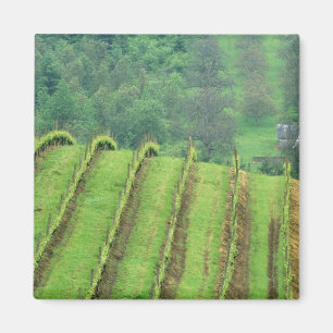 Grape Vineyards near Newberg Oregon Magnet