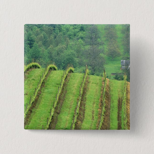 Grape Vineyards near Newberg Oregon Pinback Button (Front)