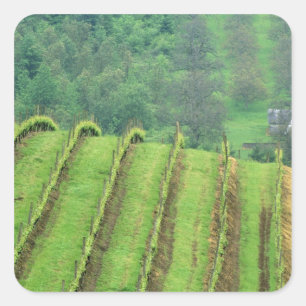 Grape Vineyards near Newberg Oregon Square Sticker