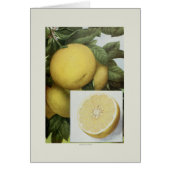 Grapefruit (Front)