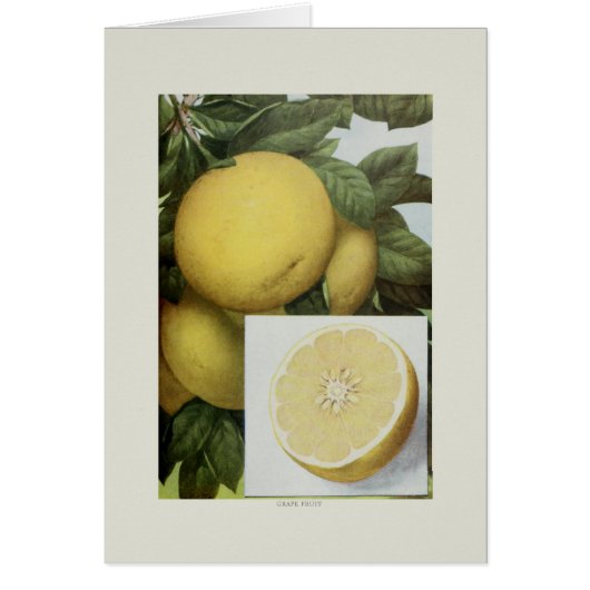 Grapefruit Cards (Front)