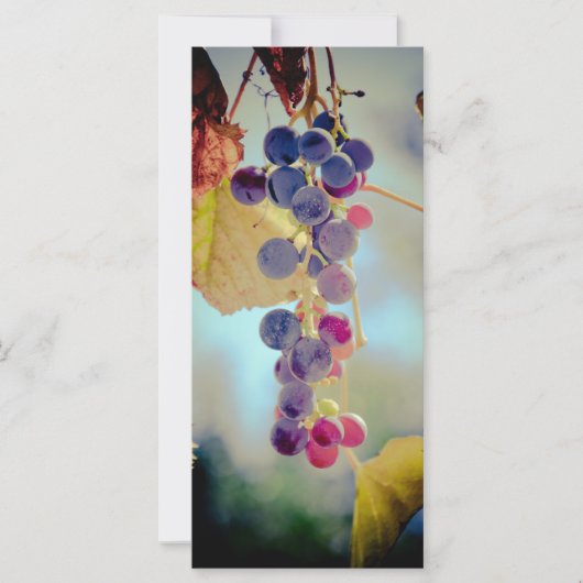 Grapes (Front)