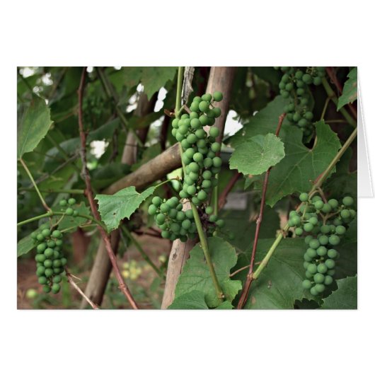 Grapes Card (Front Horizontal)