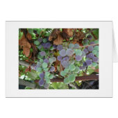 Grapes in August (Front Horizontal)