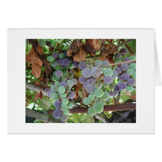 Grapes in August Cards