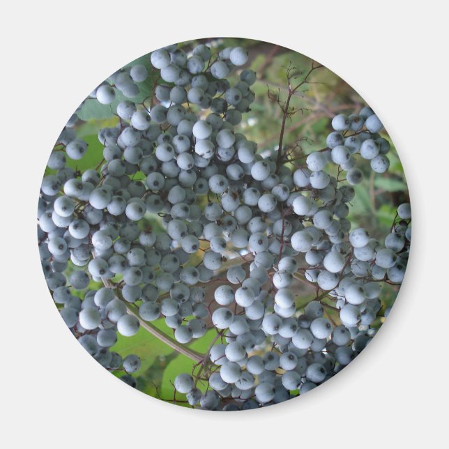 Grapes Magnet (Front)