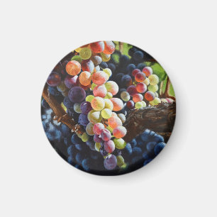 Grapes of Abundance for Wine Lovers & Wineries Magnet