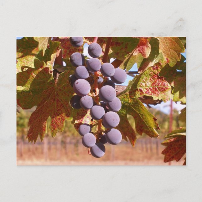 Grapes of California Postcard (Front)