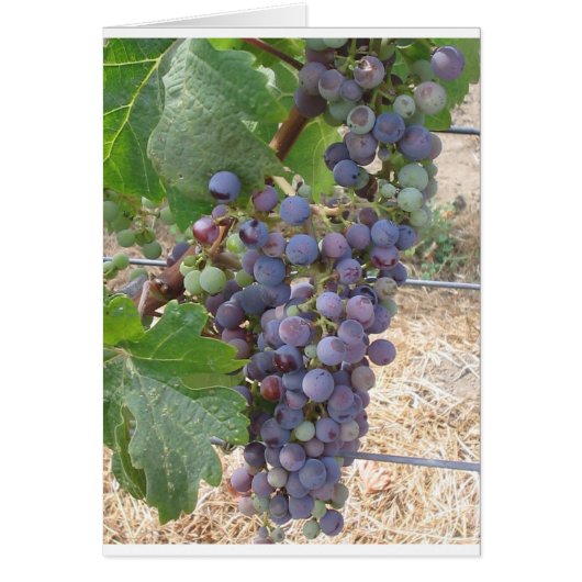 Grapes of Napa Valley Cards (Front)