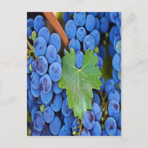 Grapes on a Vine Postcard
