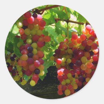 Grapes On A Vine Sticker by TheFruityBasket at Zazzle