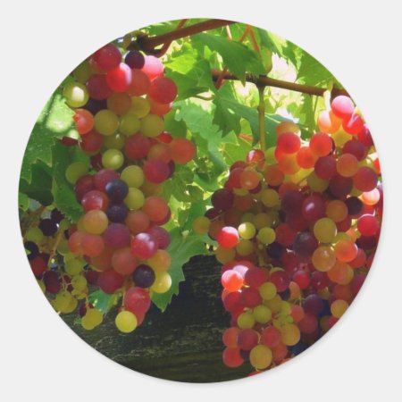 Grapes On A Vine Sticker