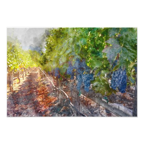 Grapes on the Vine in the Autumn Season Photo Print
