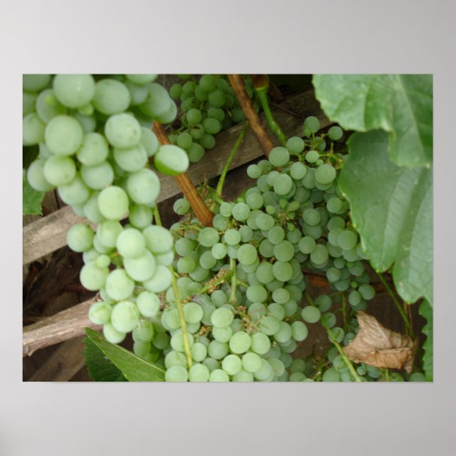Grapes on the Vine Poster (Front)