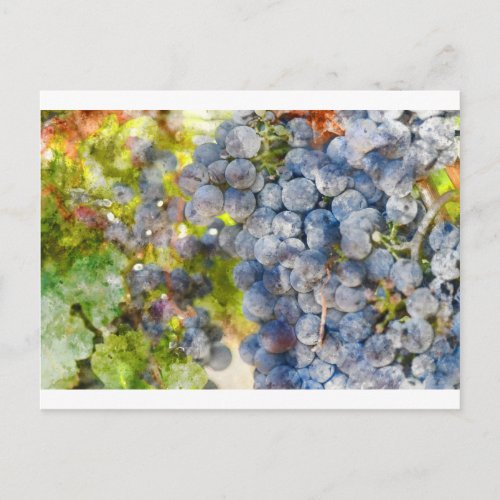 Grapes on the Vine ready to make Wine Postcard