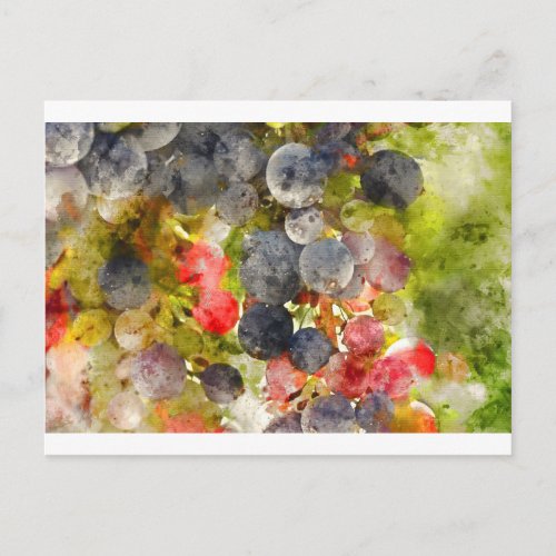 Grapes on the Vine ready to make Wine Postcard