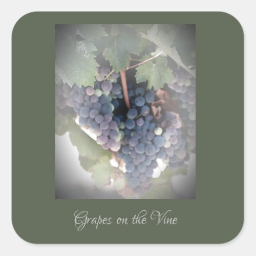 Grapes on the Vine Square Sticker