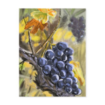 Grapes on the vine stump, Provence.