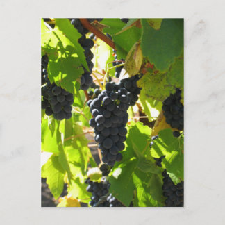 Grapes - Post Card