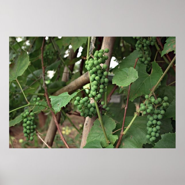 Grapes Poster (Front)
