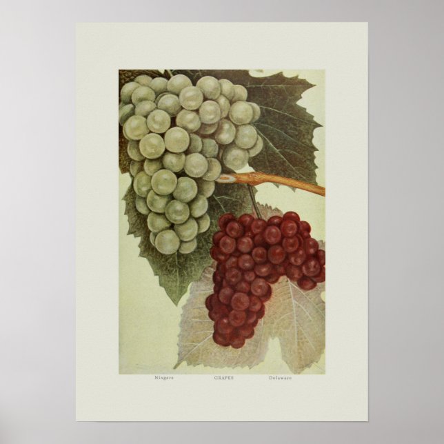 Grapes Poster (Front)