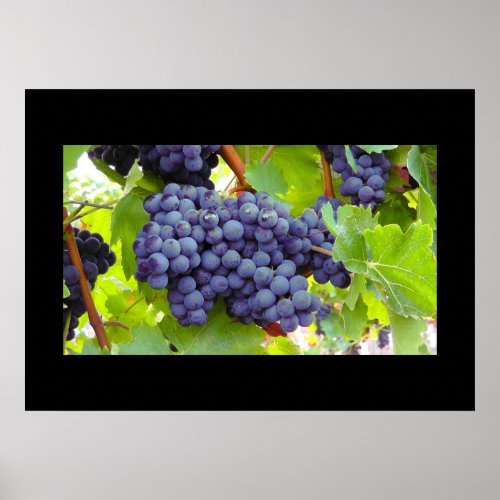 Grapes Poster