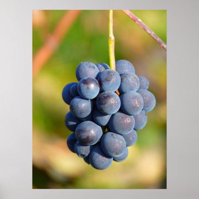 Grapes Poster (Front)