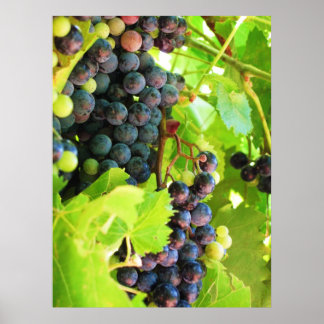 Grapes Posters | Zazzle