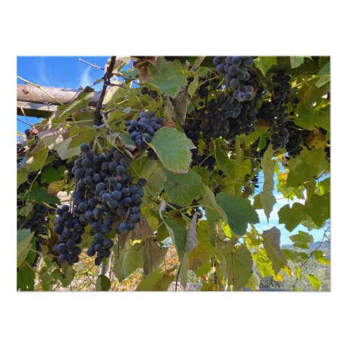 Grapes Ready for Harvest in Tuscany Photo Print
