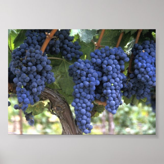 Grapes Ready for Harvest Poster (Front)