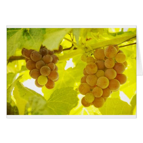 Grapes Vine Fine Art