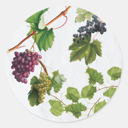 Grapes Vineyard Mediterranean Greek Island    Classic Round Sticker