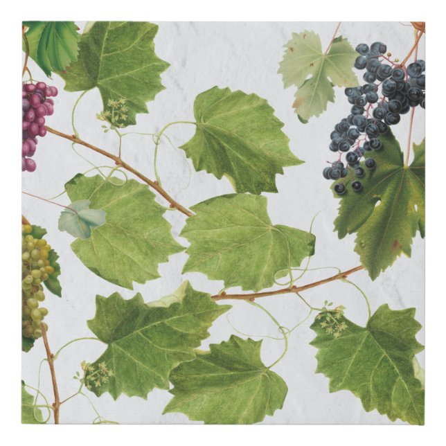 Grapes Vineyard Mediterranean Greek Island  Faux Canvas Print (Front)
