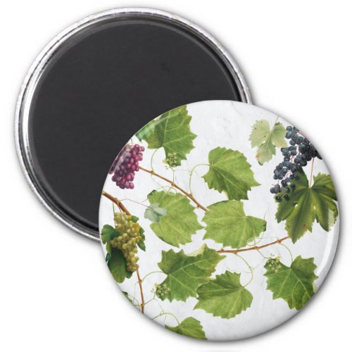 Grapes Vineyard Mediterranean Greek Island  Magnet