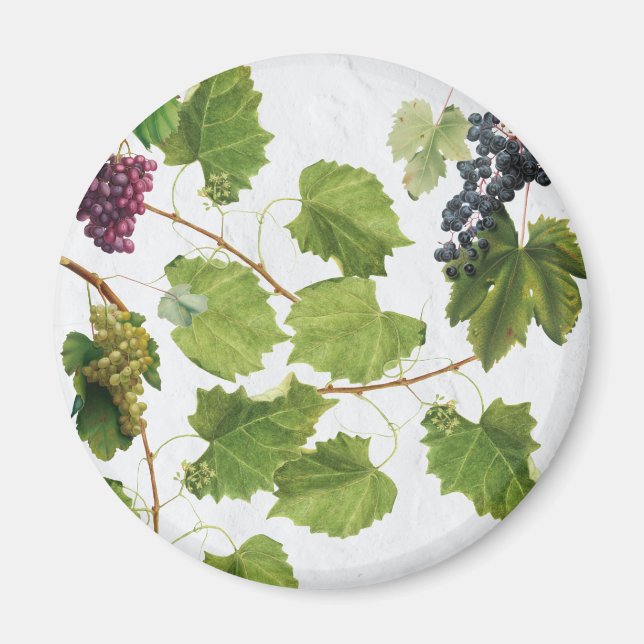 Grapes Vineyard Mediterranean Greek Island  Magnet (Front)