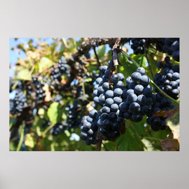 Grapes Vineyard Poster (Front)