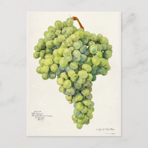 Grapes Vitis Fruit Watercolor Painting Postcard