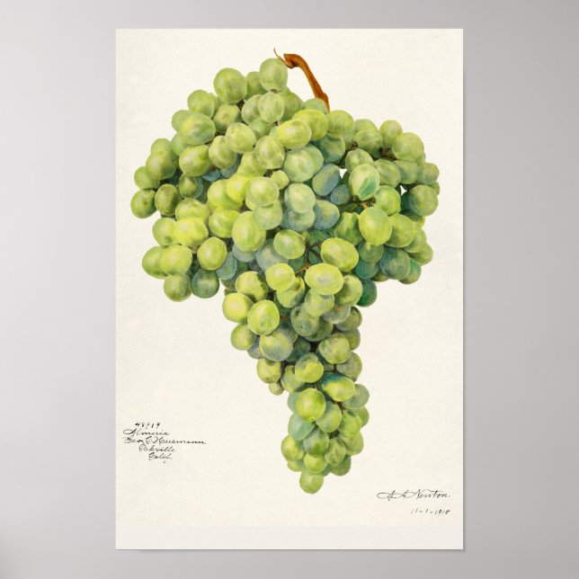 Grapes (Vitis) Fruit Watercolor Painting Poster (Front)