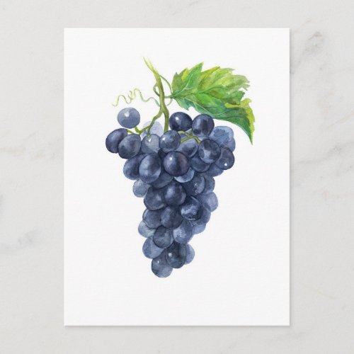 Grapes Watercolor illustration Postcard